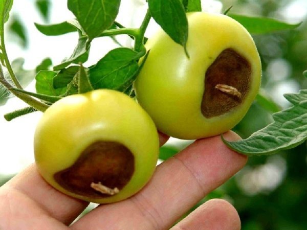 Klasičan primjer apikalni truleži u rajčice. Fotografije - liveinternet.ru