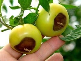Blossom truleži od rajčica: Simptomi i liječenje