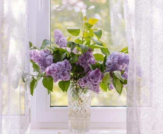 Šarmantna buket lilacs. Pogledaj: 