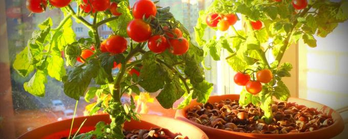 Za dobar plodnih saksiji rajčica je potrebno puno sunca