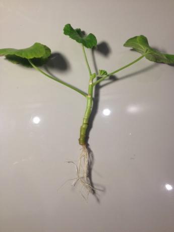 Geranium stabljika s korijenom (foto-internet)