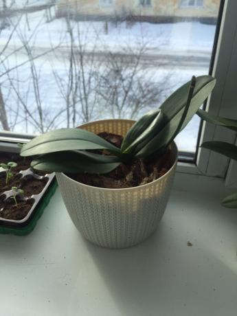 Orhideja nakon truljenja nakon inovacije brzo otišla na ozdravljati
