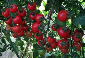 Kako hraniti rajčice u kolovozu na sazrijevaju brže i više