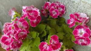 Gnojidbe u proljeće geranija: 3 opcije za početak masovne cvatnje