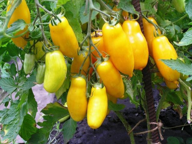 Na slici: paradajz sorte „Banana nogama”, dozrijevaju u vrtu