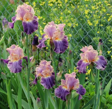 Iris se može nazvati božanski cvijet. Stari Grci nazvali biljke u čast njihove boginja Iris, koja se spušta s neba u smrtnom svijetu preko duge. Iris i prevodi kao „Duga” Kasnije botaničari nisu odlučili da ništa dirati u imenima. I to s pravom!