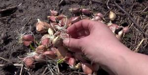 Travnja - vrijeme je da biljka zimske češnjak za velike glave od 300 gr.