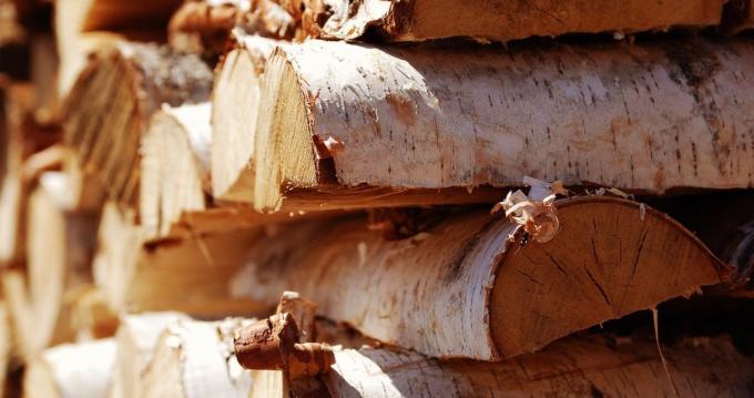 Breza je drvo gotovo idealan za peći ložište