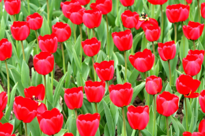 Što učiniti s tulipanima nakon cvatnje