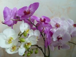 Želite li kontinuirano cvatnje u orhideje? Saznajte kako pravilno briga za peteljka