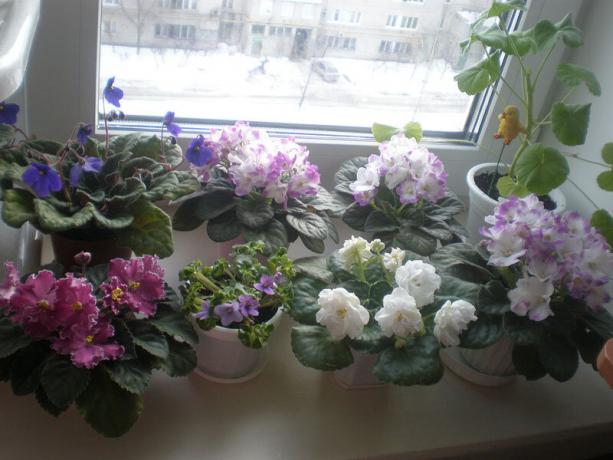 Rijetke varijanta: ljubičice, cvatnje u zimi. Pogledaj: http://ssdosug.ru