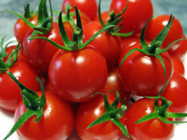 Cherry rajčice zrele brže, raditi? Njega i poljoprivredne tehnike
