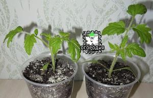 Uzgajajmo ranu rajčicu zajedno