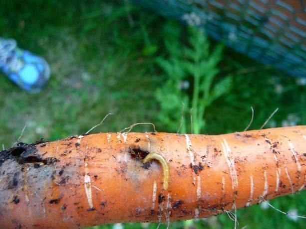 Kornjaši - buba larve, klisnjaka. Zlatni crv ne samo mehanička oštećenja - duboke tunele i jede korijen unutra. Tipično, rupa sve više i postaje „vrata” za gljivice i bakterije, zbog kojih je usjev trune. Tu je, vi ste vjerojatno da će biti!