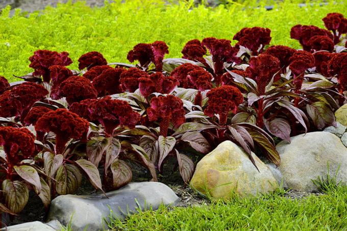 Celosia cristata, svojevrsni "Dracula". Pogledaj: http://semena-sazhency.ru